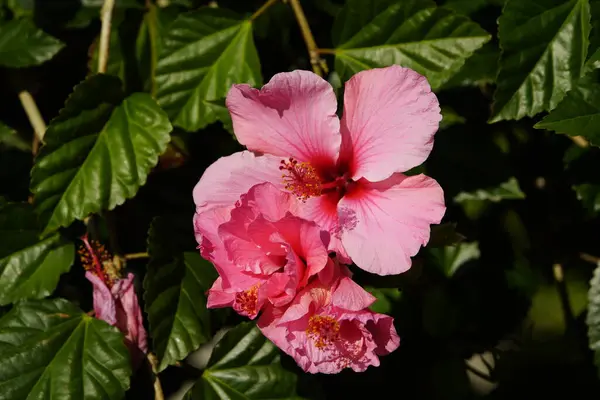Hibiscus Sinensis Seminale Pink Οικογένεια Malvaceae Hanover Berggarten Γερμανία — Φωτογραφία Αρχείου