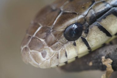 Pullatus (İngilizce: 