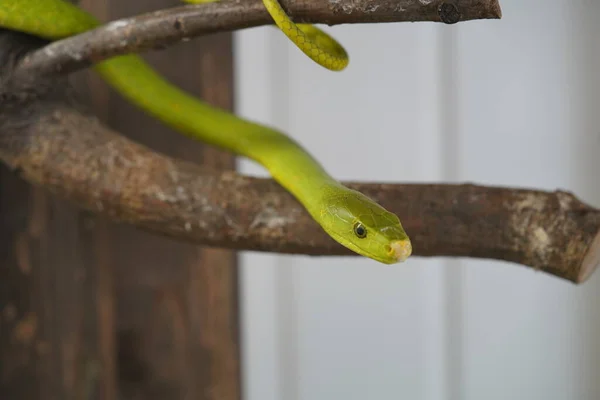 西緑色のマムバ デンドロスピスウィジス マムバ属の長く薄く 非常に毒性の高いヘビ種である デンドロスピス — ストック写真