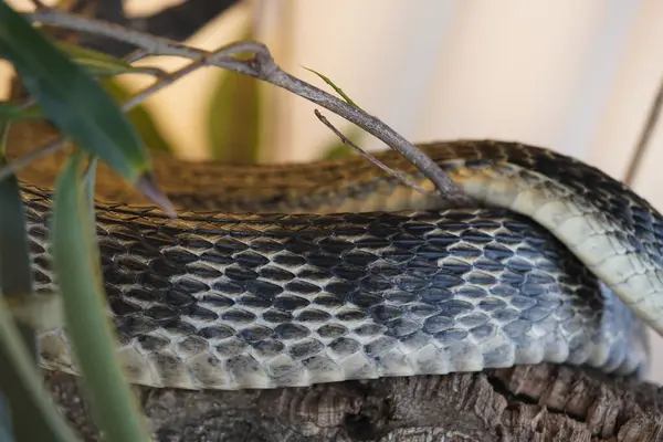 Spilotes Pullatus Een Slang Uit Familie Rattenslangen Spilotridae Onderorde Slangen — Stockfoto