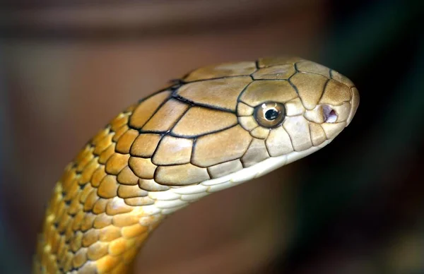 Die Königskobra Ophiophagus Hannah Ist Eine Giftige Schlange Die Asien — Stockfoto