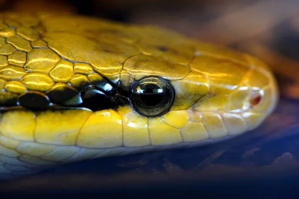 Schoonheidsrattenslang Elaphe Taeniura Een Slang Uit Familie Van Gladde Slangen — Stockfoto