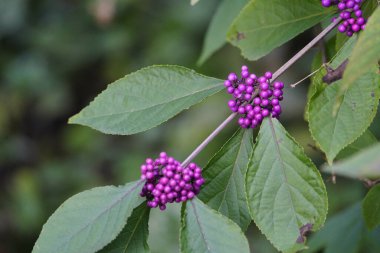 Callicarpa bodinieri, Lamiaceae ailesi. Hanover, Almanya