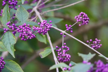 Callicarpa bodinieri, Lamiaceae ailesi. Hanover, Almanya