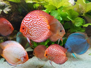 Symphysodon, Güney Amerika 'da Amazon nehir havzasına özgü bir cichlids cinsidir..
