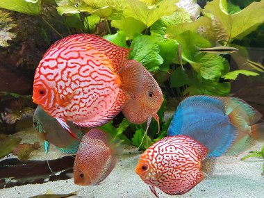 Symphysodon, Güney Amerika 'da Amazon nehir havzasına özgü bir cichlids cinsidir..