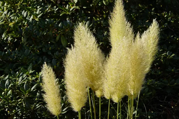 Cortaderia selloana, Güney Amerika 'da yetişen ve adını Pampas bölgesinden alan bir bitkidir. Poaceae ailesi.