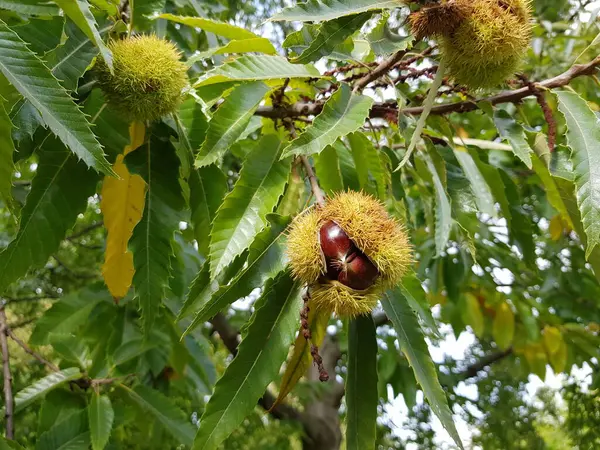 Seeds of Castanea sativa, the sweet chestnut, Spanish chestnut or just chestnut. Family Fagaceae. Hanover, Germany.