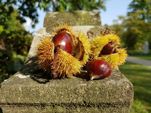 Seeds of Castanea sativa, the sweet chestnut, Spanish chestnut or just chestnut. Family Fagaceae. Hanover, Germany.