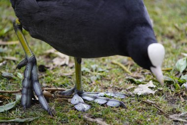 Avrasya yaban ördeğinin ayakları (Fulica atra). Büyük ayakları batmalarını engeller. Ördekler suda çok zaman geçirdikleri için ayak parmaklarının arasında yüzme kanatları da vardır..