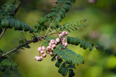 Beyaz böğürtlen meyveleri Sorbus hupehensis, Rosaceae ailesi.