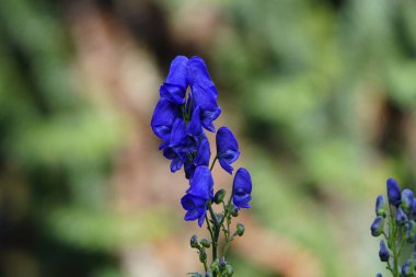 Aconitum napellus, Bressingham Spire, bitki. Ranunculaceae ailesi