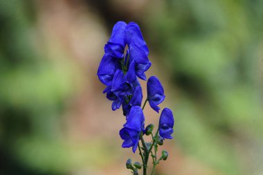 Aconitum napellus, Bressingham Spire, bitki. Ranunculaceae ailesi