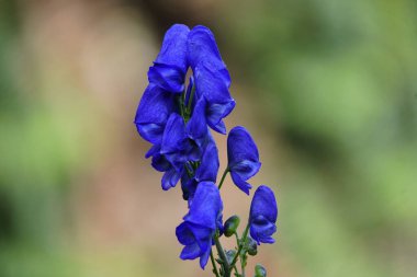 Aconitum napellus, Bressingham Spire, bitki. Ranunculaceae ailesi