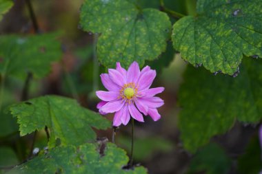 Eriocapella hupehensis, Ranunculaceae familyasından çiçekli bir bitki türü olup Asya 'ya özgüdür..