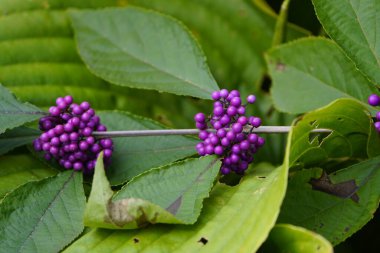 Callicarpa bodinieri ya da Bodinier 's Beautyberry, Lamiaceae familyasından Callicarpa familyasından bir bitki türü..