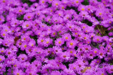 Aster Dumosus 'Kassel' Asteraceae ailesi, arılar, yaban arıları ve uçan sinekler tarafından sık sık ziyaret edilir..