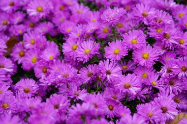 Aster Dumosus 'Kassel' Asteraceae ailesi, arılar, yaban arıları ve uçan sinekler tarafından sık sık ziyaret edilir..