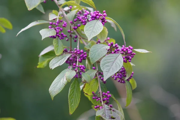 Callicarpa Bodinieri Bodinier Beautyberry Lamiaceae Familyasından Callicarpa Familyasından Bir Bitki — Stok fotoğraf