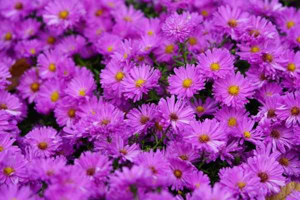 Aster Dumosus Kassel Asteraceae Rodzina Kwiaty Intensywnie Odwiedzane Przez Pszczoły — Zdjęcie stockowe