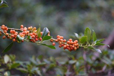 Ilex aquifolium 'J.C. Van Tol ', genellikle kışın dekorasyon olarak kullanılan dallarıyla tanınır..