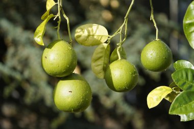 Citrus Grandis Pomelo, Rutaceae ailesi. Hanover, Almanya.