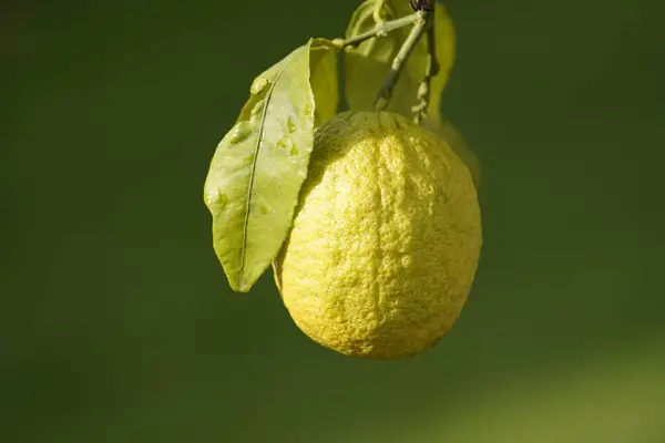 Citrus limon Duplex,  Rutaceae family. Hanover, Germany.