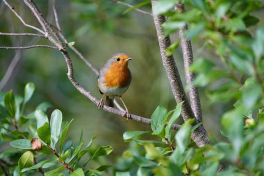 Avrupalı Robin (Erithacus rubecula) Muscicapidae familyası. Konum: Hanover Berggarten, Almanya