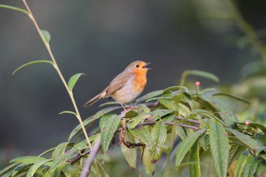 Avrupalı Robin (Erithacus rubecula) Muscicapidae familyası. Konum: Hanover Berggarten, Almanya