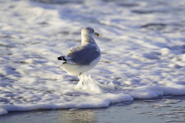 Laridae familyasından bir martı (Larus argentatus). Zingst, Almanya yakınlarındaki Baltık Denizi 'nde.