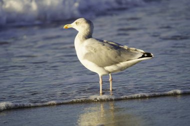 Laridae familyasından bir martı (Larus argentatus). Zingst, Almanya yakınlarındaki Baltık Denizi 'nde.
