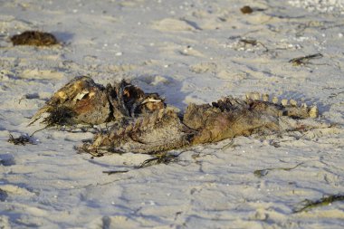 Anatidae familyasının dilsiz kuğu leşi. Konum: Zingst Baltık Denizi yakınlarında, Almanya.