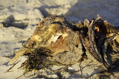 Anatidae familyasının dilsiz kuğu leşi. Konum: Zingst Baltık Denizi yakınlarında, Almanya.