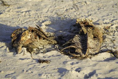Anatidae familyasının dilsiz kuğu leşi. Konum: Zingst Baltık Denizi yakınlarında, Almanya.
