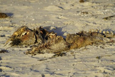 Anatidae familyasının dilsiz kuğu leşi. Konum: Zingst Baltık Denizi yakınlarında, Almanya.