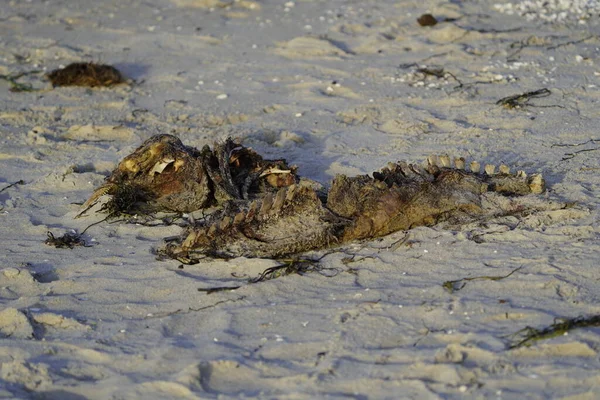 Anatidae familyasının dilsiz kuğu leşi. Konum: Zingst Baltık Denizi yakınlarında, Almanya.