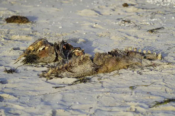 Anatidae familyasının dilsiz kuğu leşi. Konum: Zingst Baltık Denizi yakınlarında, Almanya.