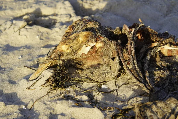 Anatidae familyasının dilsiz kuğu leşi. Konum: Zingst Baltık Denizi yakınlarında, Almanya.