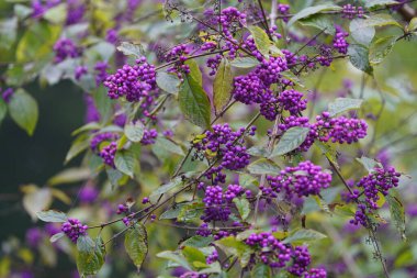Callicarpa bodinieri ya da Bodinier 's Beautyberry, Lamiaceae familyasından bir bitki türü. Hanover Berggarten, Almanya.