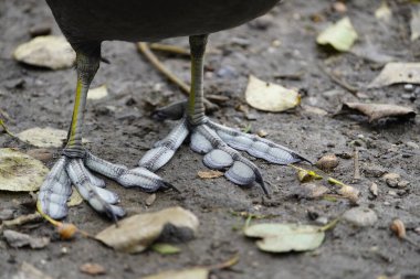 Feet of Eurasian coot (Fulica atra).Their large feet prevent them from sinking. Since coots spend a lot of time in the water, they also have swimming flaps between their toes. clipart