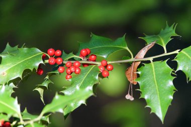 Avrupa Holly (Ilex aquifolium) Aquifoliaceae familyasının kırmızı meyveleri.