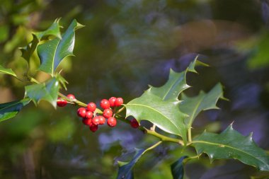 Avrupa Holly (Ilex aquifolium) Aquifoliaceae familyasının kırmızı meyveleri.