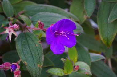 Tibouchina, Melastomataceae familyasından bir bitki cinsidir..