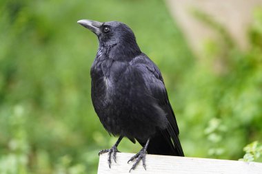 Corvidae familyasından leş kargası (Corvus corone). Hanover, Almanya.