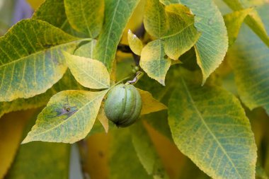 Carya ovata, 2023 sonbaharında, Juglandaceae ailesi. Hanover, Almanya.