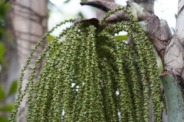 Karyota mitis meyveleri, kümelenmiş balık kuyruğu palmiyesi. Arecaceae ailesi