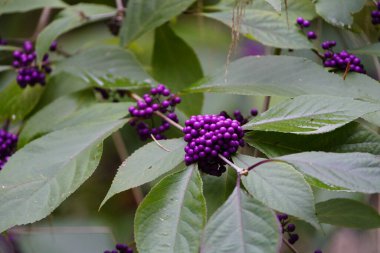 Bodinier 's Beautyberry, Lamiaceae familyasından bir bitki türü.. 