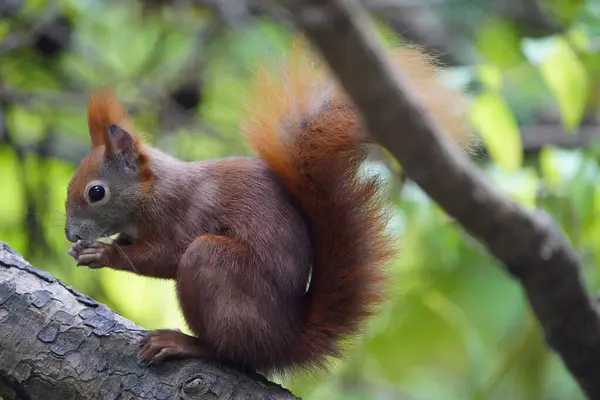 Kızıl sincap fındık yiyor (Sciurus vulgaris) Sciuridae ailesi. Hanover, Almanya.