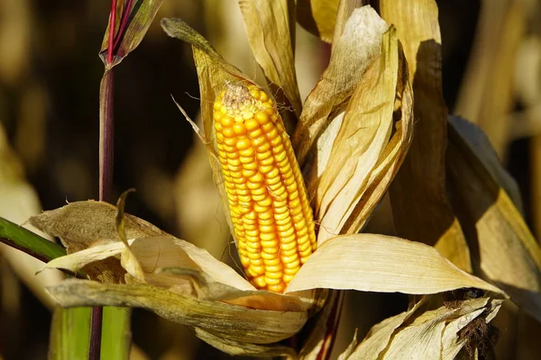 Koçandaki olgun mısır. (Zea mays) Poaceae ailesi. Hanover, Almanya Ekim 2023.