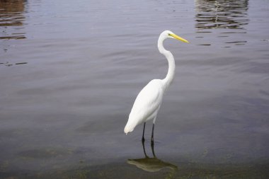 Büyük Akbalıkçıl (